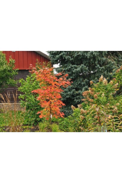 Клен псевдозібольдів Арктік Джейд у ланшафті